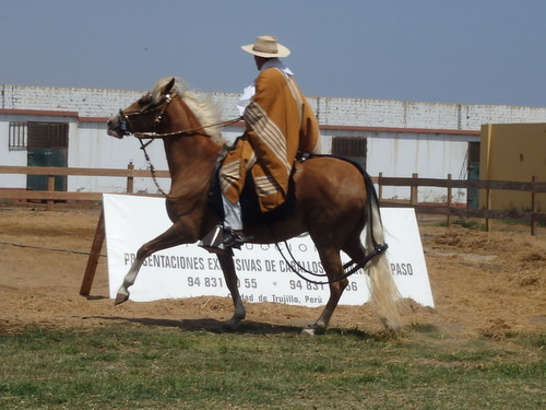 Peruvian Step Horse Show.